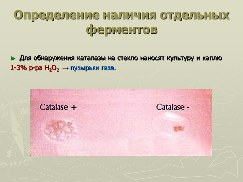 Определение наличия отдельных ферментов   Для обнаружения каталазы на стекло наносят культуру и